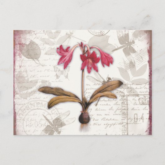 Amaryllis Belladonna Briefkaart (Voorkant)