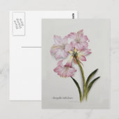 Amaryllis belladonna briefkaart (Voorkant / Achterkant)