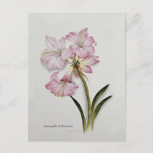 Amaryllis belladonna briefkaart (Voorkant)
