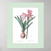 Amaryllis belladonna, Douane grens Poster (Voorkant)