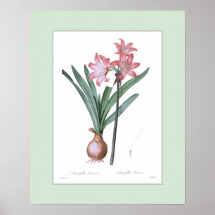 Amaryllis belladonna, Douane grens Poster