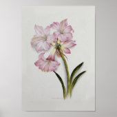 Amaryllis belladonna poster (Voorkant)
