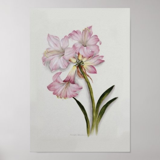 Amaryllis belladonna poster (Voorkant)