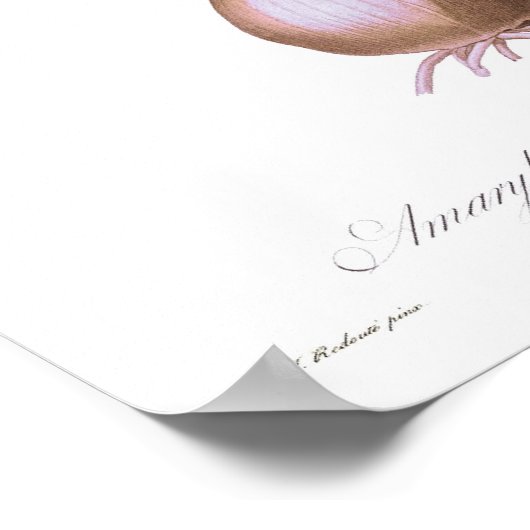 Amaryllis belladonna poster (Hoek)