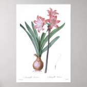 Amaryllis belladonna poster (Voorkant)