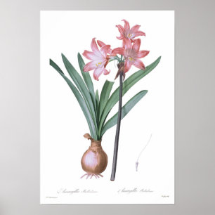 Amaryllis belladonna poster