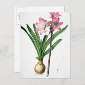 Amaryllis Belladonna, uit 'Les Liliacees', engrav Briefkaart (Voorkant / Achterkant)