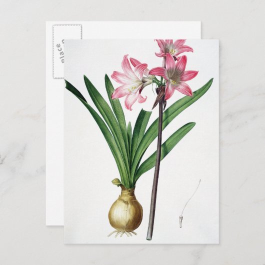 Amaryllis Belladonna, uit 'Les Liliacees', engrav Briefkaart (Voorkant / Achterkant)