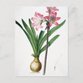 Amaryllis Belladonna, uit 'Les Liliacees', engrav Briefkaart (Voorkant)