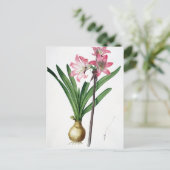 Amaryllis Belladonna, uit 'Les Liliacees', engrav Briefkaart (Staand voorkant)