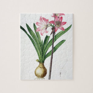 Amaryllis Belladonna, uit 'Les Liliacees', engrav Legpuzzel