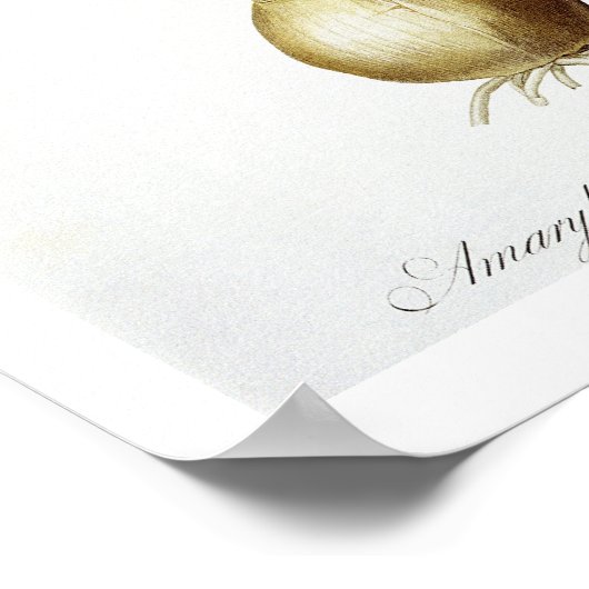 Amaryllis Belladonna, uit 'Les Liliacees', engrav Poster (Hoek)