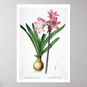 Amaryllis Belladonna, uit 'Les Liliacees', engrav Poster (Voorkant)