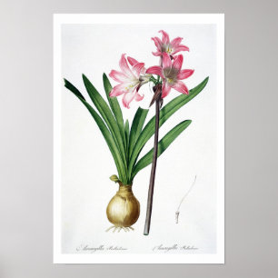 Amaryllis Belladonna, uit 'Les Liliacees', engrav Poster
