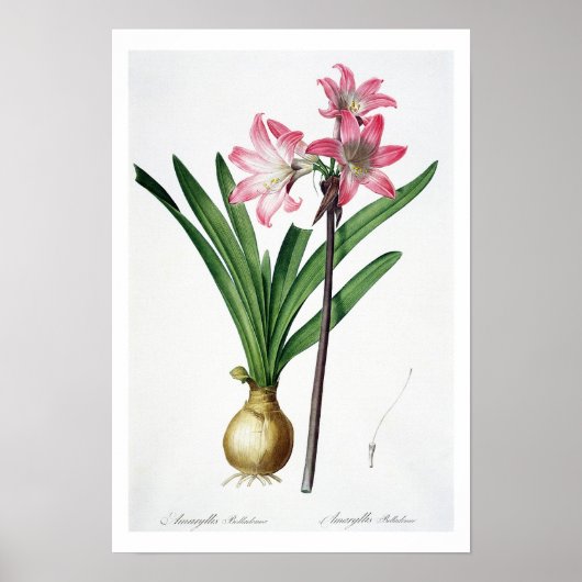 Amaryllis Belladonna, uit 'Les Liliacees', engrav Poster (Voorkant)