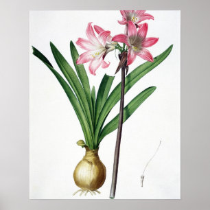 Amaryllis Belladonna, uit 'Les Liliacees', engrav Poster
