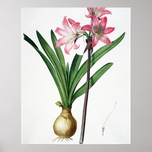Amaryllis Belladonna, uit 'Les Liliacees', engrav Poster (Voorkant)