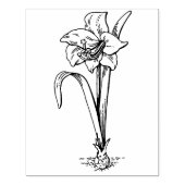 Amaryllis bloem lijn tekening kunst stempel (Afrduk)