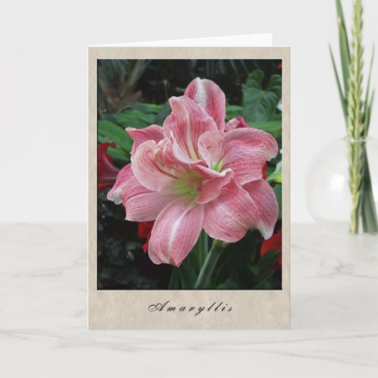 Amaryllis - BloemenReeks Kaart (Voorkant)