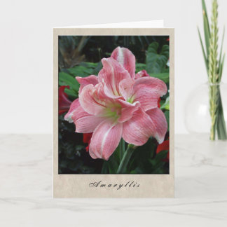 Amaryllis - BloemenReeks Kaart