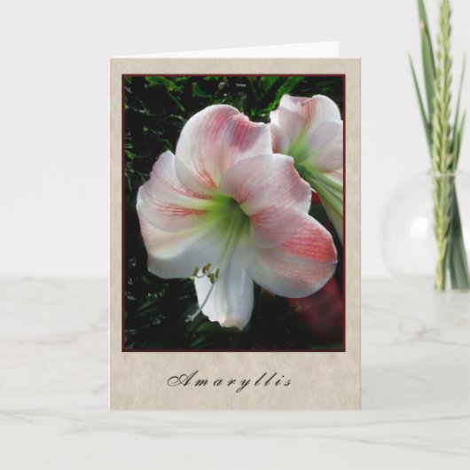 Amaryllis - BloemenReeks Kaart (Voorkant)