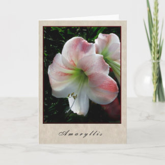 Amaryllis - BloemenReeks Kaart