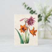 Amaryllis  Botanisch Briefkaart (Staand voorkant)
