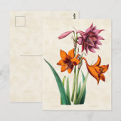 Amaryllis  Botanisch Briefkaart (Voorkant / Achterkant)