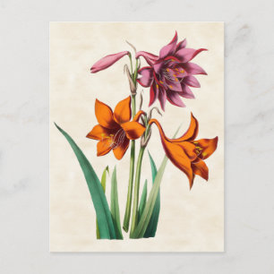 Amaryllis Botanisch Briefkaart