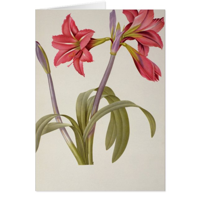 Amaryllis Brasiliensis (Voorkant)