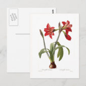 Amaryllis brasiliensis briefkaart (Voorkant / Achterkant)