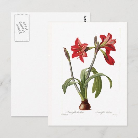 Amaryllis brasiliensis briefkaart (Voorkant / Achterkant)