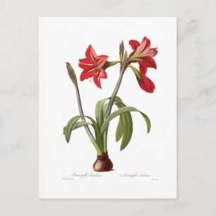 Amaryllis brasiliensis briefkaart