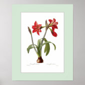 Amaryllis brasiliensis, Douane grens Poster (Voorkant)