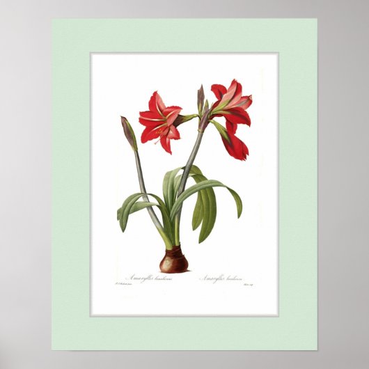 Amaryllis brasiliensis, Douane grens Poster (Voorkant)