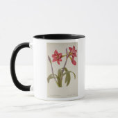 Amaryllis Brasiliensis Mok (Links)