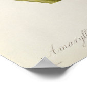 Amaryllis Brasiliensis Poster (Hoek)