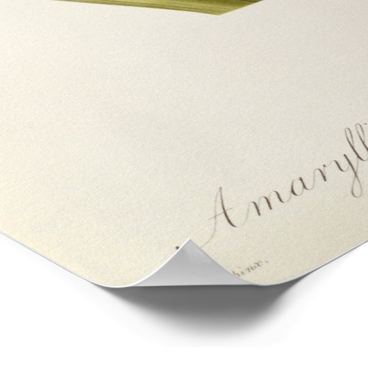 Amaryllis Brasiliensis Poster (Hoek)