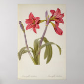 Amaryllis Brasiliensis Poster (Voorkant)