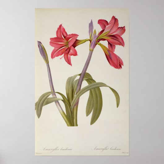 Amaryllis Brasiliensis Poster (Voorkant)