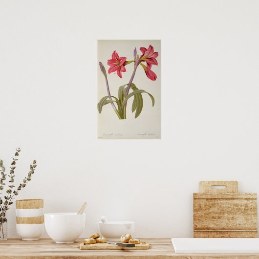 Amaryllis Brasiliensis Poster (Keuken)