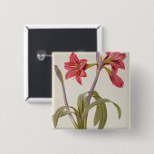 Amaryllis Brasiliensis Vierkante Button 5,1 Cm (Voorkant /achterkant)