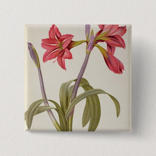 Amaryllis Brasiliensis Vierkante Button 5,1 Cm (Voorkant)