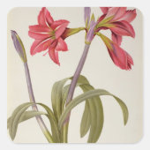 Amaryllis Brasiliensis Vierkante Sticker (Voorkant)