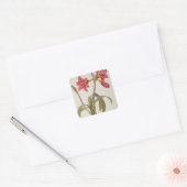 Amaryllis Brasiliensis Vierkante Sticker (Envelop)