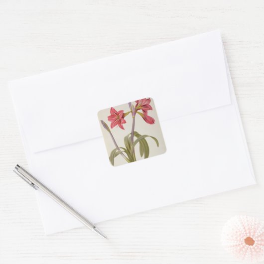 Amaryllis Brasiliensis Vierkante Sticker (Envelop)