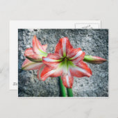 Amaryllis Briefkaart (Voorkant / Achterkant)