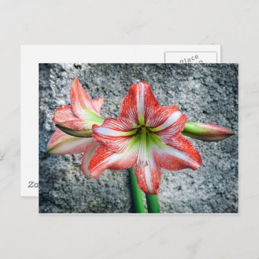 Amaryllis Briefkaart (Voorkant / Achterkant)