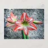 Amaryllis Briefkaart (Voorkant)