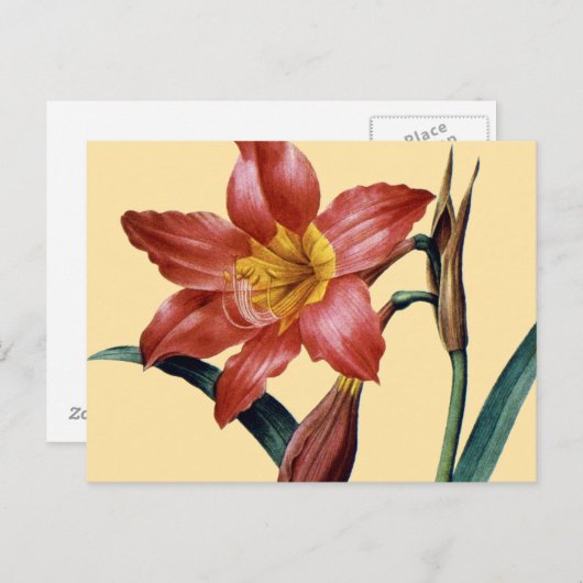 Amaryllis Briefkaart (Voorkant / Achterkant)